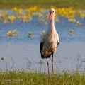 002_Biebrza - kwiecien 2010